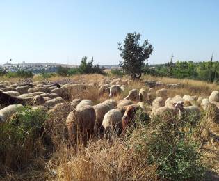 עדר הכבשים חזר לעיר