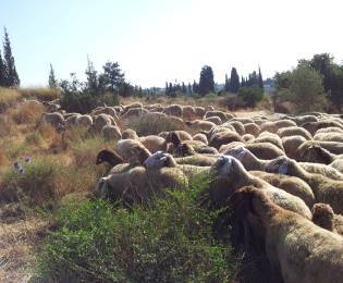 עדר כבשים חזר לעיר