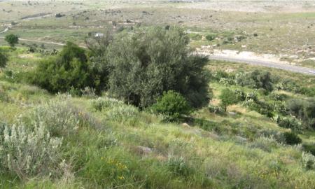 תמונות: מבט מפסגת הגבעה לצפון-מערב. על המדרון נמצא ריכוז עצים מרשים (משולב)