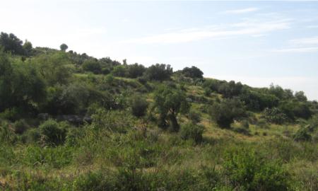 תמונות: בוסתן משולב במדרון הצפוני של גבעת גבעת ברפיליה