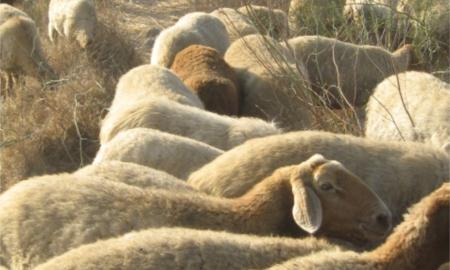תמונות: כבשים בגבעת התיתורה