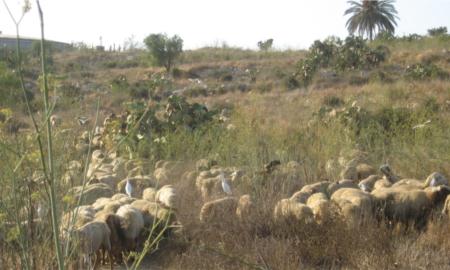 תמונות: אנפיות בקר על גב כבשים במדרון הדרומי