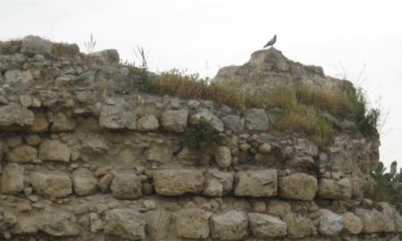 תמונות: יונת-הבית סלעים על שרידי המבנה הצלבני
