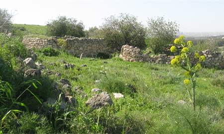 אלבום תמונות: שרידי הכפר אל-כונייסה