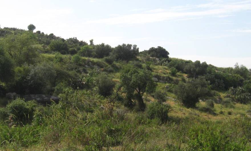 תמונות: בוסתן משולב במדרון הצפוני של גבעת גבעת ברפיליה