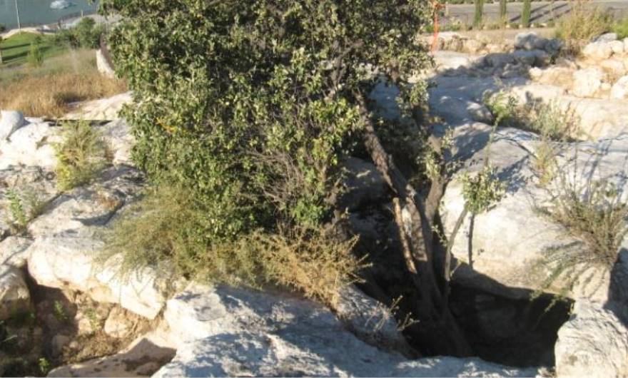 תמונות: עץ שיזף קטן בלב מתחם העתיקות. ברקע, אגם פארק נחל ענבה
