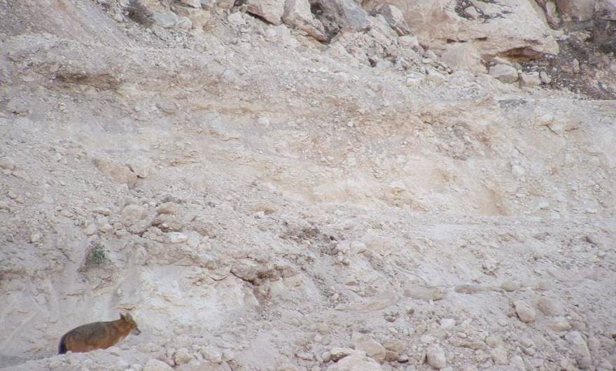 אלבום תמונות: תן על מערומי העפר (אשר פונו בינתיים) בבקעה שבין גבעות חדת בארית וקנובה	