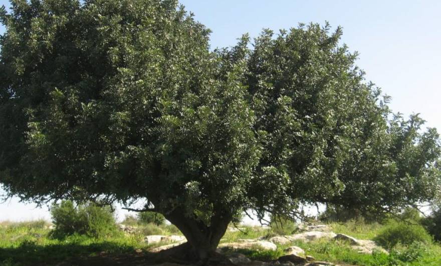 אלבום תמונות: עץ חרוב מרשים בכניסה לכפר אל-כונייסה
