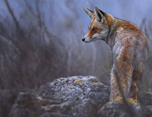 שועל מודיעיני. צילום: נתנאל קובו שועל מודיעיני. צילום: נתנאל קובו