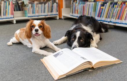 לקרוא עם חבר על ארבע לכיתה א' 