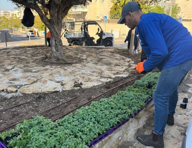 50,000 שתילים חדשים ברחבי העיר 50,000 שתילים חדשים ברחבי העיר