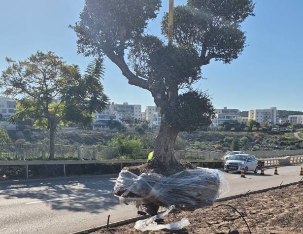 שתילת עצים באי התנועה בשדרות צה"ל שתילת עצים באי התנועה בשדרות צה"ל