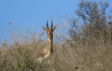 סיור בעקבות הטבע העירוני והמורשת של מודיעין