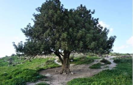 החוויה המודיעינית: גבעות של סיפור מהברפיליה לאשון