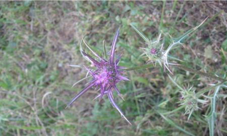 בוטניקה: ברקן סורי