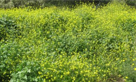 תמונות: חרדל תמונות: חרדל