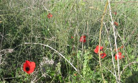 בוטניקה: כלניות