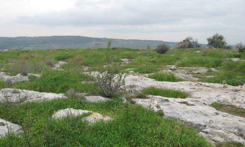 אלבום תמונות: פסגת גבעת בארית אלבום תמונות: פסגת גבעת בארית
