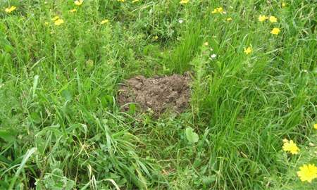 אלבום תמונות: תלוליות של פעילות חולד בגבעת קנובה אלבום תמונות: תלוליות של פעילות חולד בגבעת קנובה