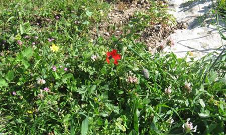 אלבום תמונות: פריחה אביבית אלבום תמונות: פריחה אביבית