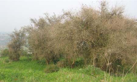 אלבום תמונות: עצי שיזף קוצניים בחלקה המזרחי של גבעת זכריה