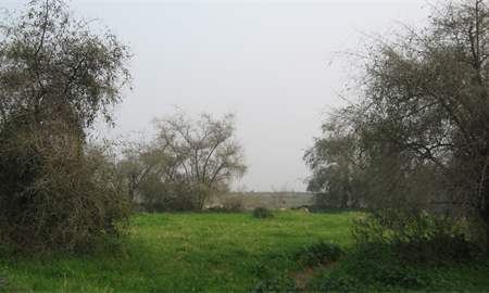 אלבום תמונות: עשבייה עשירה בצמחים חובבי חנקן בין ותחת עצי שיזף במרכז גבעת זכריה