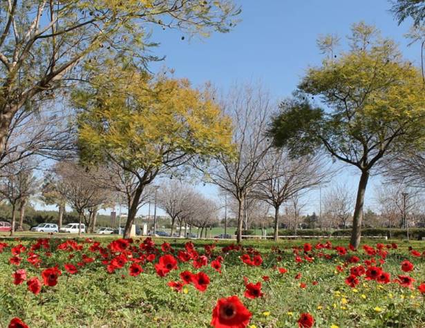 כלניות בפארק עמק החולה כלניות בפארק עמק החולה