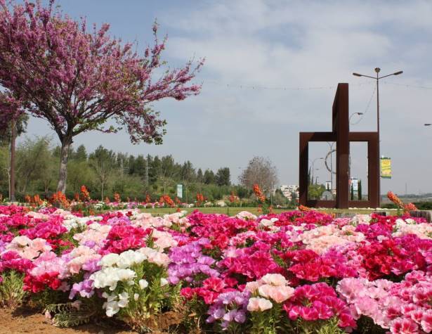 פריחה בכיכר מכבים רעות פריחה בכיכר מכבים רעות