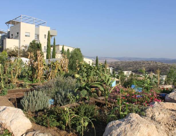 גינה קהילתית