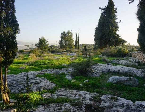 גבעת הברושים גבעת הברושים