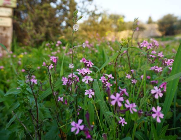פריחה בגבעת הברושים פריחה בגבעת הברושים