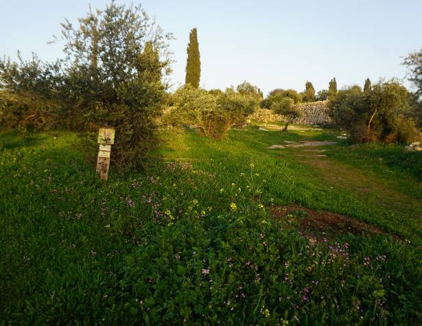 גבעת הברושים גבעת הברושים