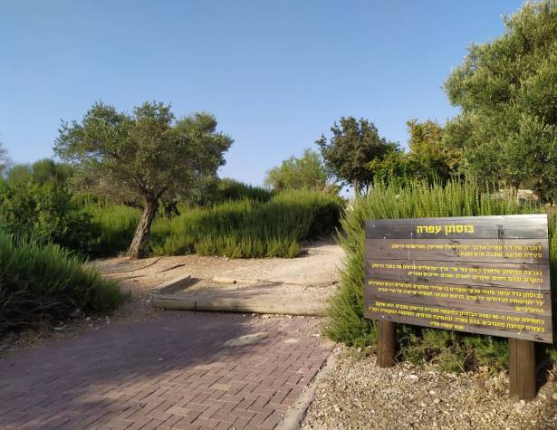 בוסתן עופרה