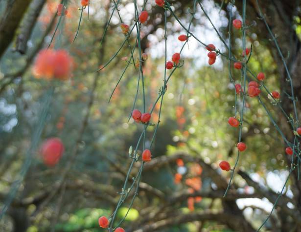 גבעת שר גבעת שר