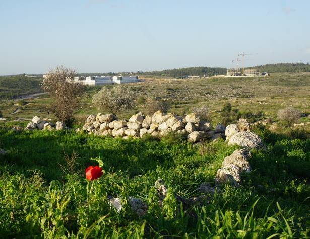 גבעת ברפיליה גבעת ברפיליה