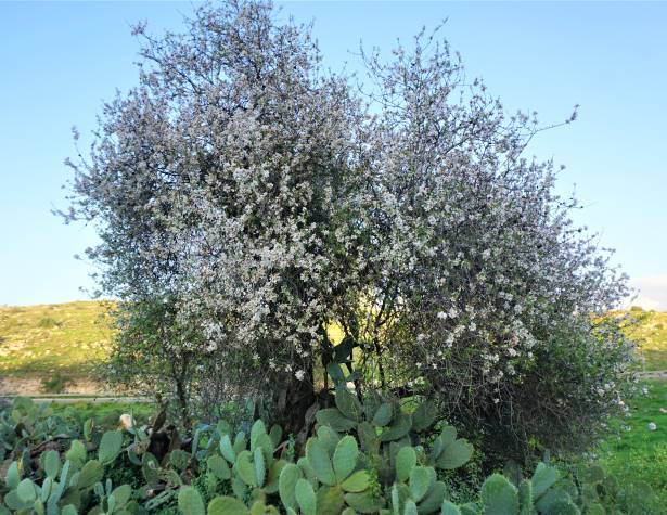 גבעת ברפיליה גבעת ברפיליה