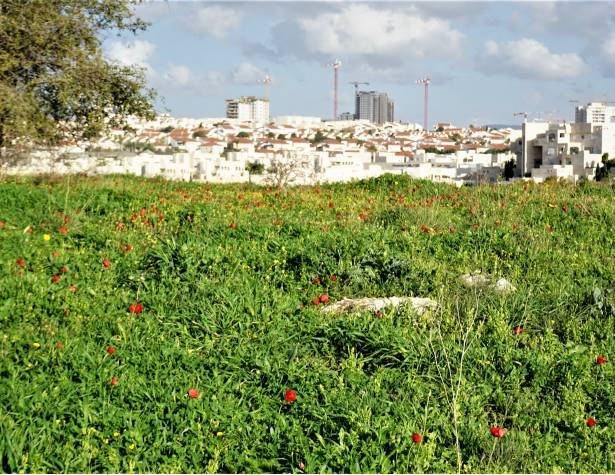 גבעת הברפיליה גבעת הברפיליה