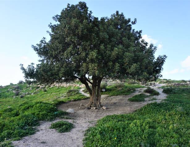 גבעת הברפיליה