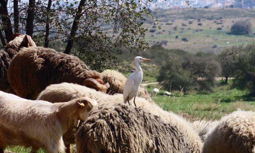 צילום: סהר יאיר, כיתה ד'1, בית ספר שיבולים