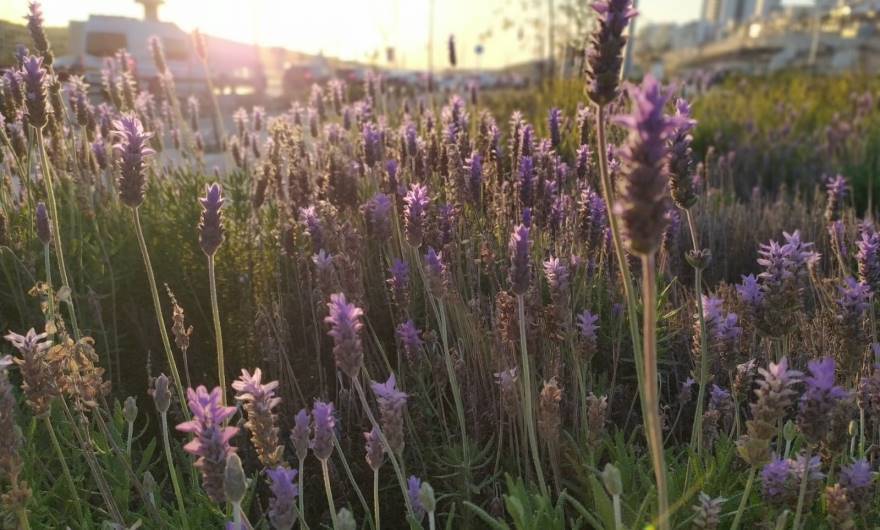 צילום: גל כהנים, כיתה ב', בית ספר חופים