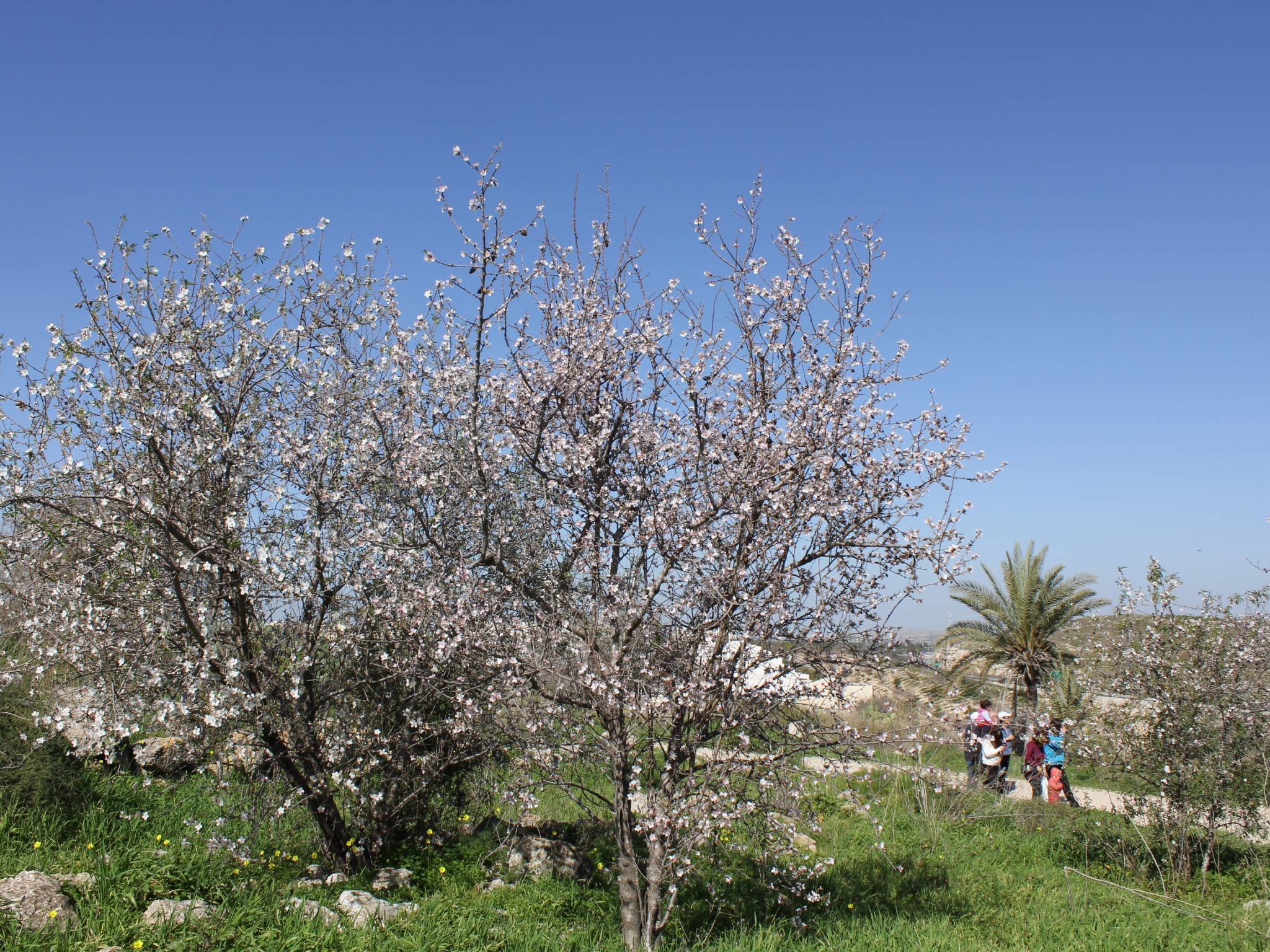 תמונות: פריחת השקדיות