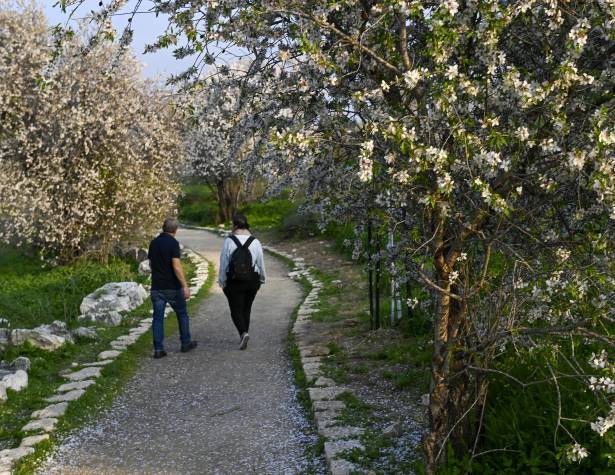 תמונות: פריחת השקדיות