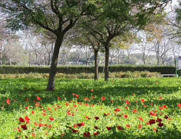 מרבדי כלניות בעמק החולה מרבדי כלניות בעמק החולה