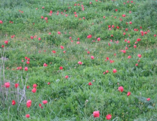 תמונות: כלניות בפסגת גבעת התיתורה