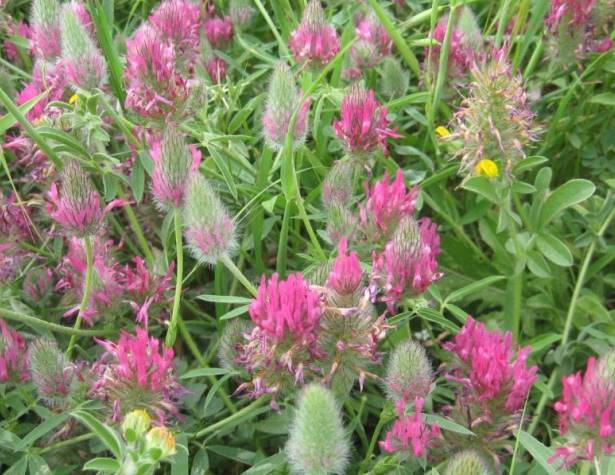 תמונות: תלתן הארגמן