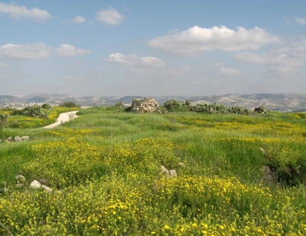 תמונות: דגניים וגל הפריחה הצהוב