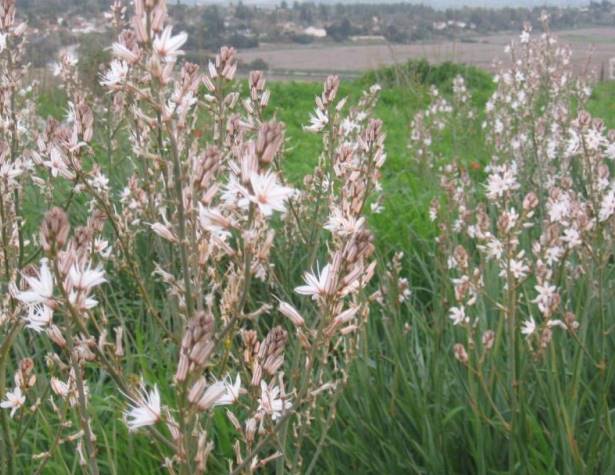 תמונות: עירית גדולה. ברקע נראים 'עמק החמניות' ומכבים (פברואר 2013)