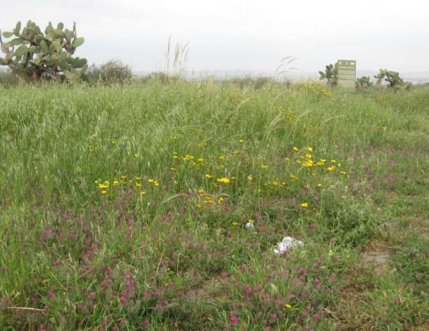 תמונות: פריחה בשולי המשטח בראש המדרון המזרחי, בקרבת השלט לציון הקרב במלחמת העולם