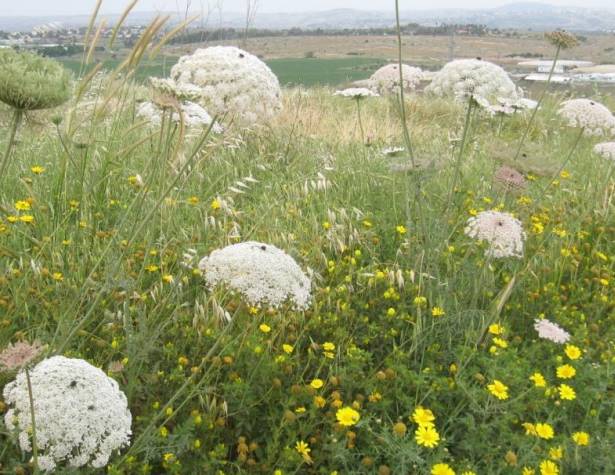 תמונות: גזר קיפח וחרצית עטורה. ברקע כפר רות (במרכז ומימין) וכפר האורנים (משמאל)