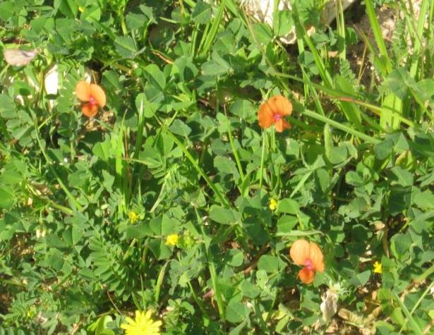 תמונות: טופח ריסני